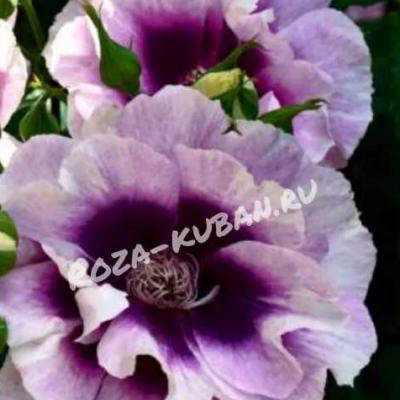 Роза Фо ю Айс