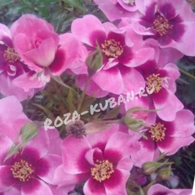 Роза Бэбилон Куин Айс