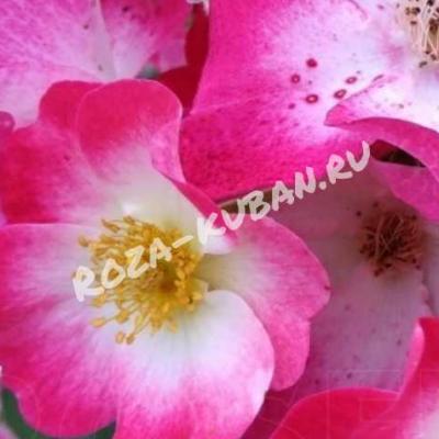 Роза Букаву