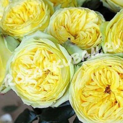 Роза Каталина