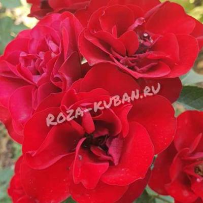 Роза Лаваглут