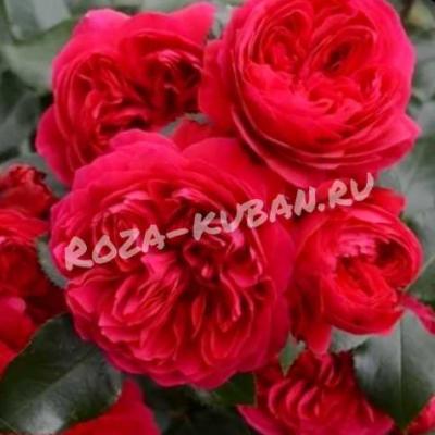 Роза Ред Леонардо да Винчи