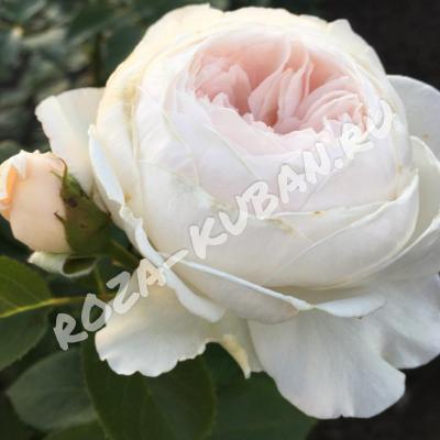 Роза Герцогиня Кристиана