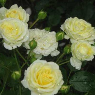 Роза Ванилла Мейдиланд
