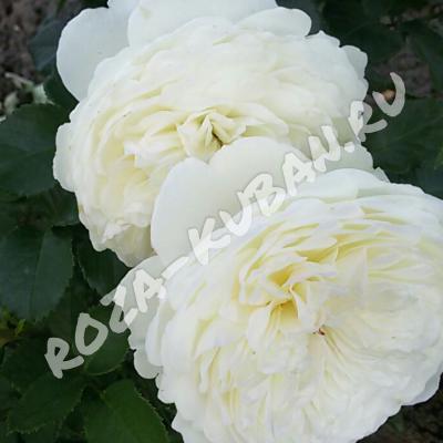 Роза Транквилити